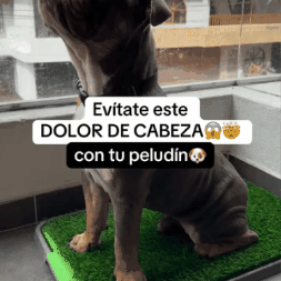 Tapete sanitario de entrenamiento para perros de todos los tamaños: tiene 3 capas y es lavable: gratis cepillo que remueve el pelo muerto